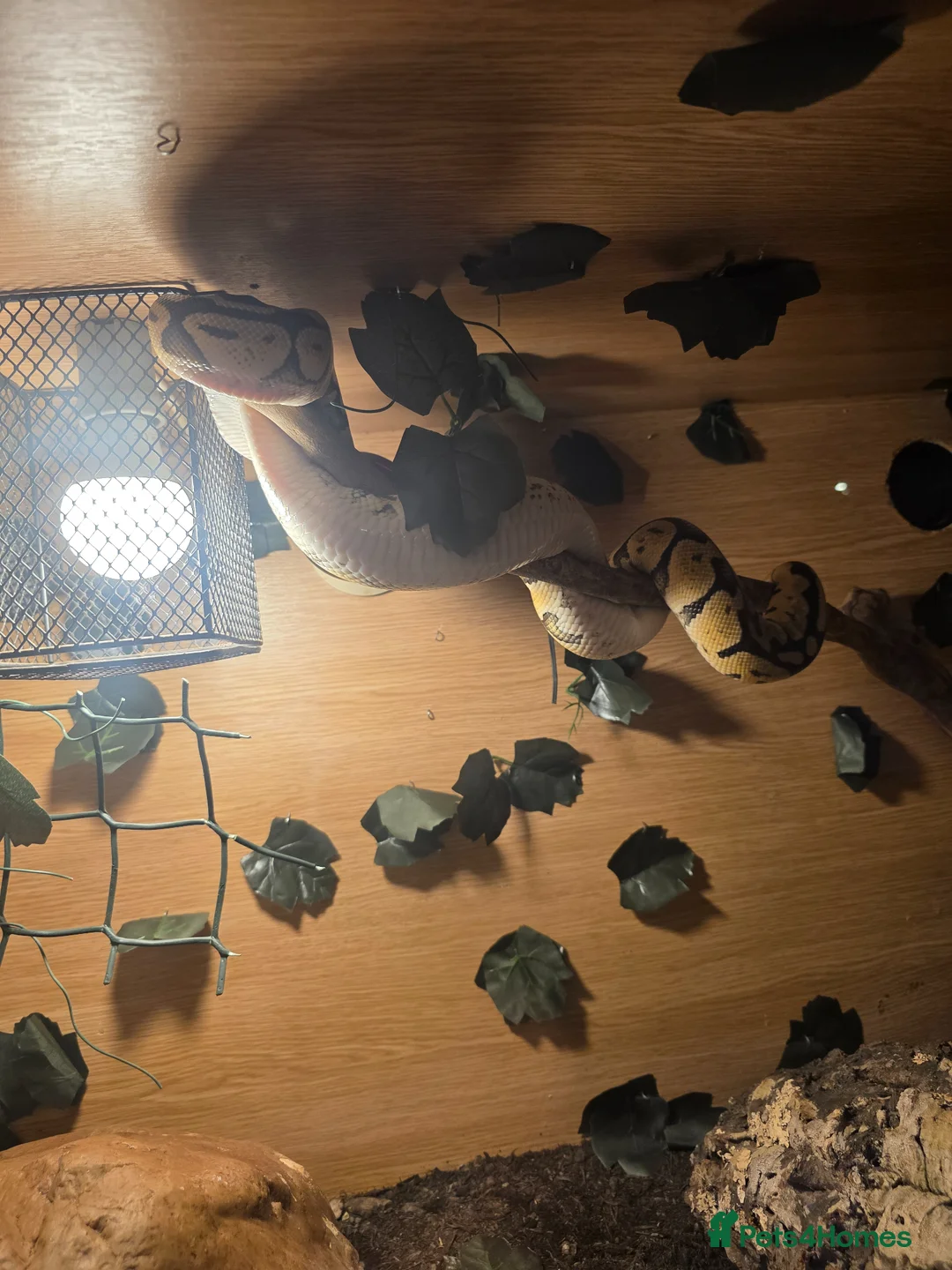 Python Snake reptiles for sale: Ball Python + XL Vivarium in Lichfield - Advert 3