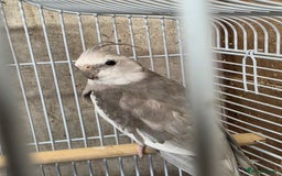 Cockatiels birds for sale: Breeding Pair Cockatiels  - Image 2