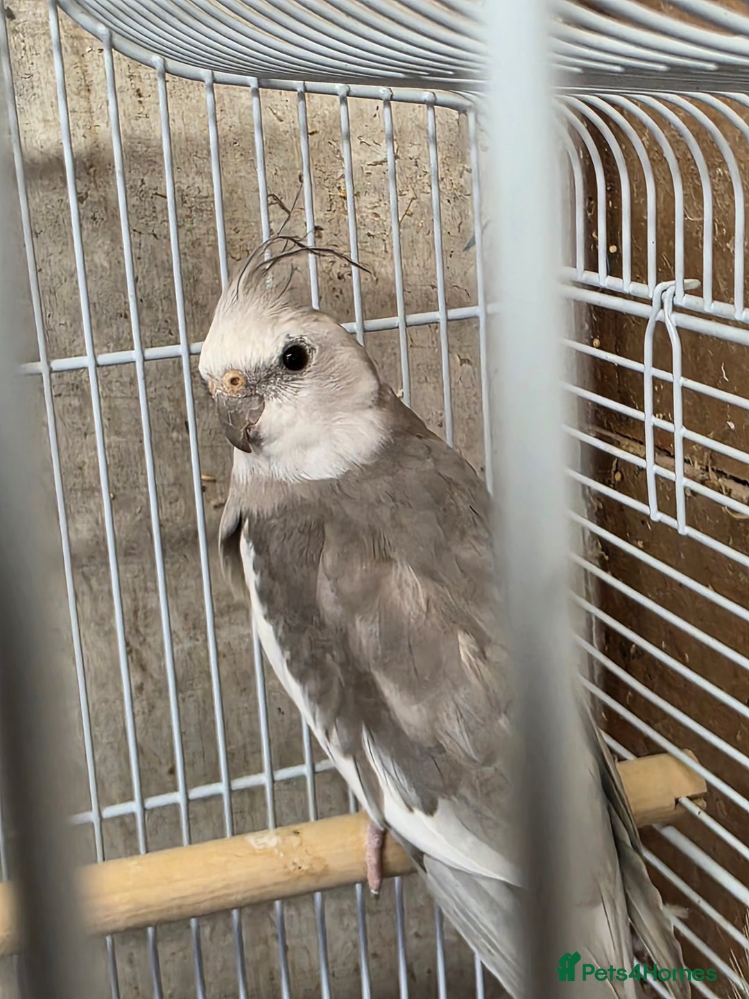 Cockatiels birds for sale: Breeding Pair Cockatiels  - Image 2
