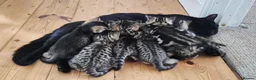 Mixed Breed cats for sale: Seven Tabbies from our Lucky Black Cat - Advert 11