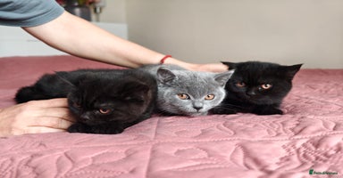 Scottish Fold cats - Advert 4