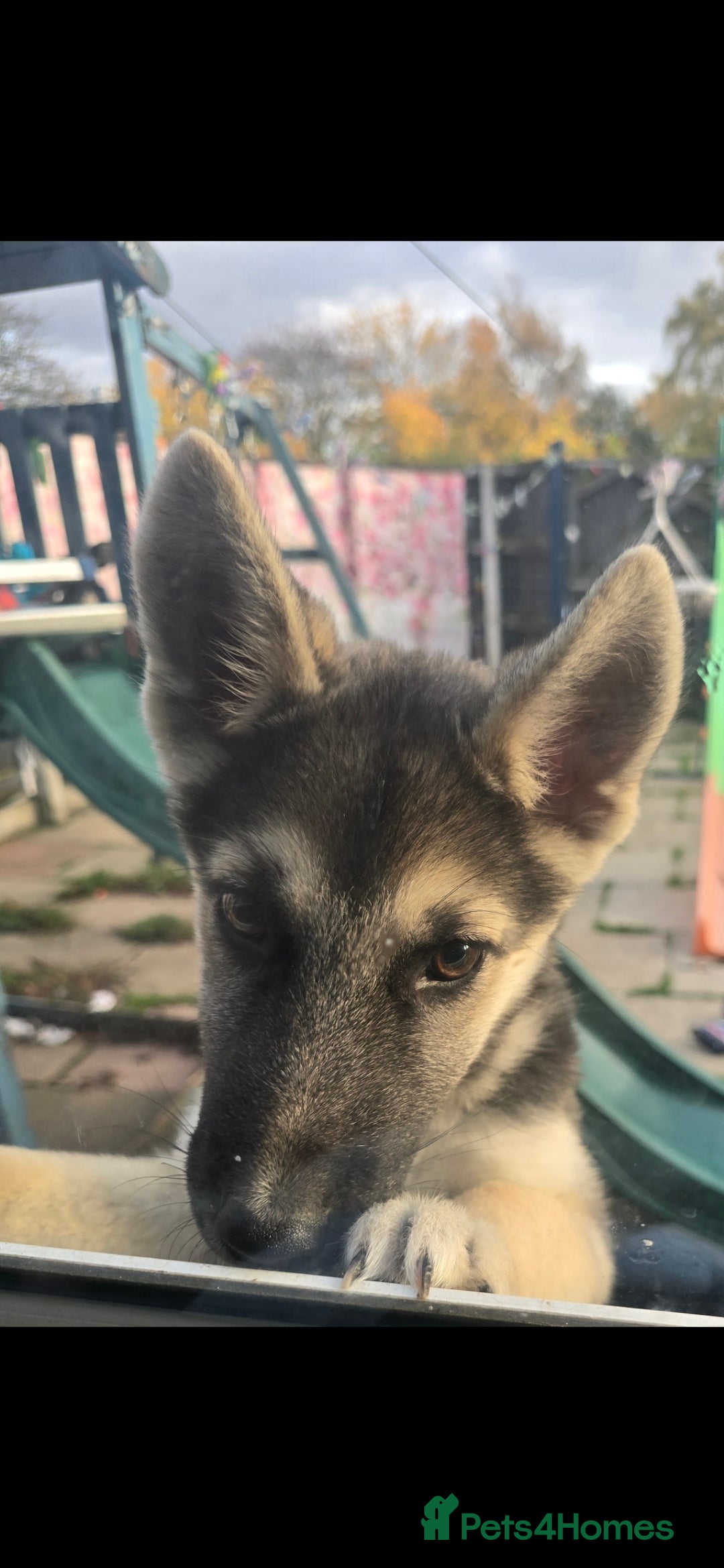 Mixed Breed dogs for sale: Female Shepkita Puppy - Advert 17