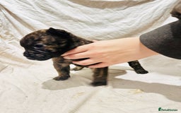 Mixed Breed dogs for sale: Beautiful frow frows for sale - Image 18