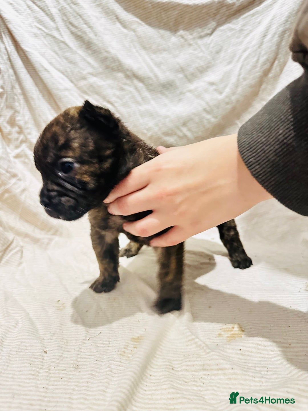 Mixed Breed dogs for sale: Beautiful frow frows for sale - Image 18