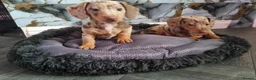 Dachshund dogs for sale: 🐾 2 Male Dachshund Puppies – 6 Weeks Old 🐾 - Advert 5