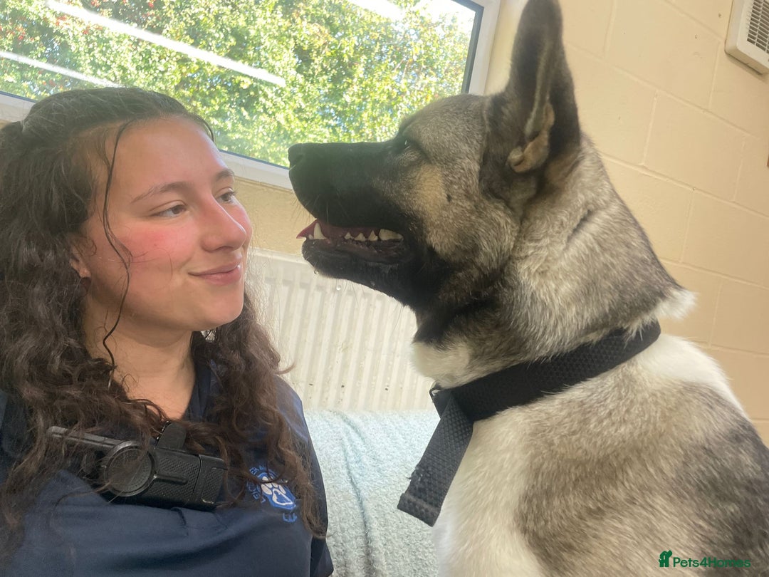 Akita dogs for adoption: Nakita - Image 4