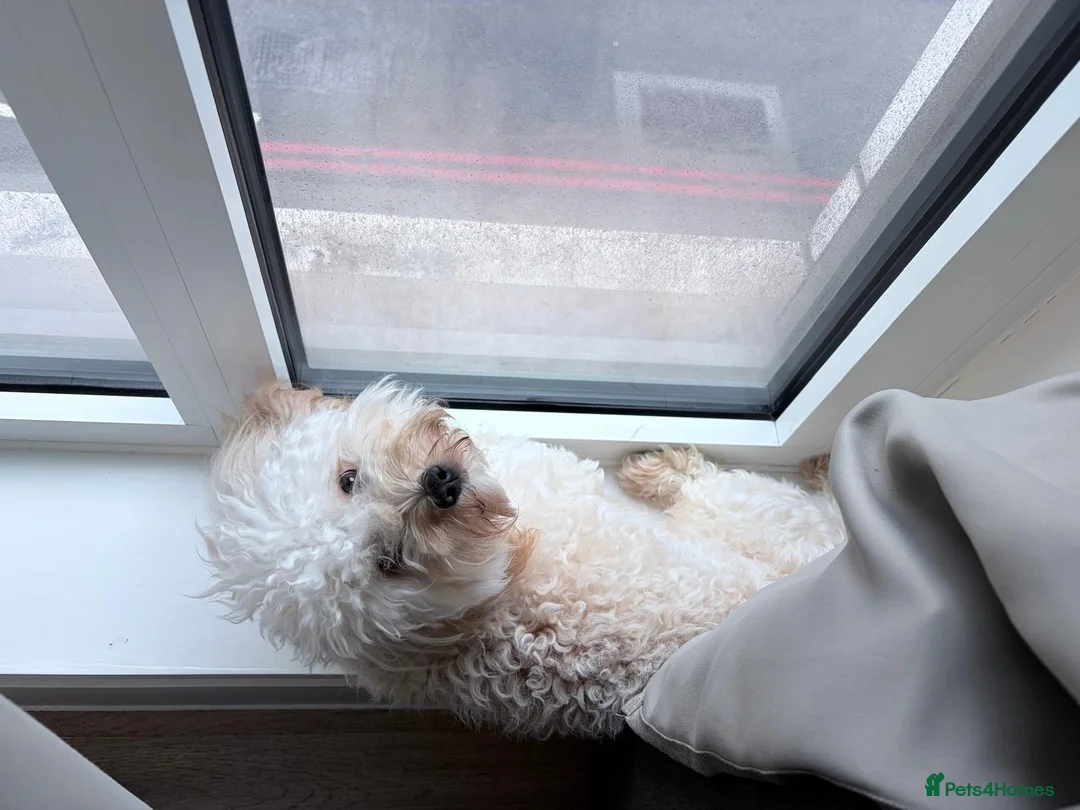 Mixed Breed dogs for sale: Harry in London - Advert 2