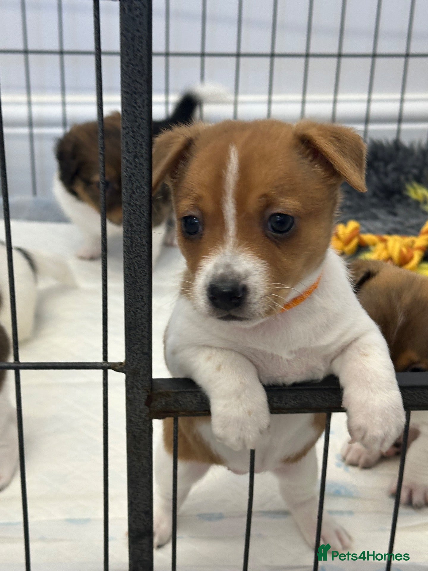 Jack Russell dogs Traditional mini Jack Russell puppes - Advert 1