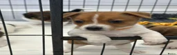 Jack Russell dogs for sale: Traditional mini Jack Russell puppes in Skegness - Advert 1