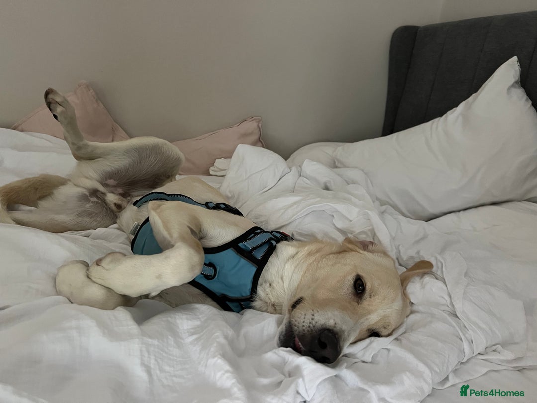 Labrador Retriever dogs for sale: Labrador Looking for His Forever Home - Image 5