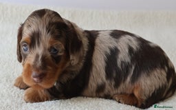 Miniature Dachshund dogs for sale: 5StarsLicensed+LongHaired+KC+PRAClear+VetChecked - Image 7