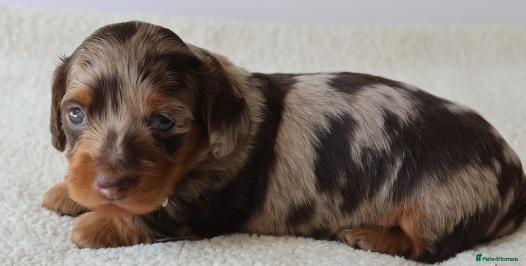 Miniature Dachshund dogs for sale: 5StarsLicensed+LongHaired+KC+PRAClear+VetChecked - Image 7