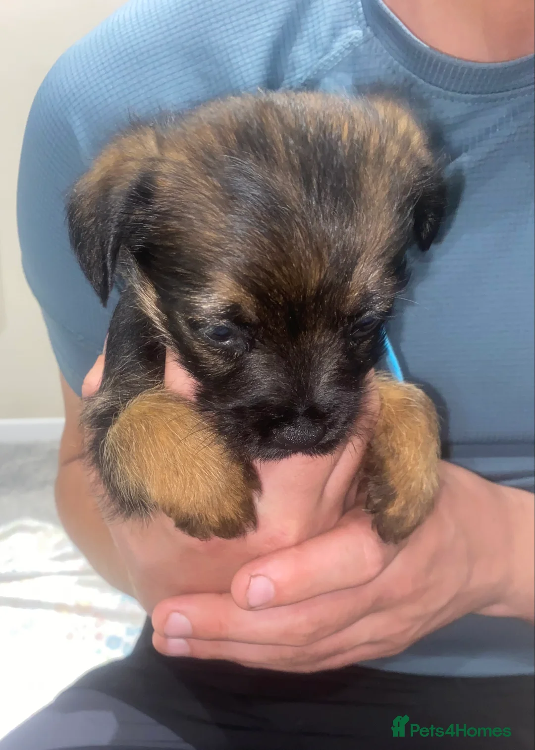 Border Terrier dogs for sale: 4 beautiful border terrier boys left  - Advert 13