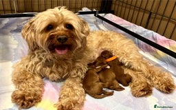 Miniature Poodle dogs for sale: ⭐️F2B Hypoallergenic DNA CLEAR Red Mini Cockapoos in Torquay - Image 6