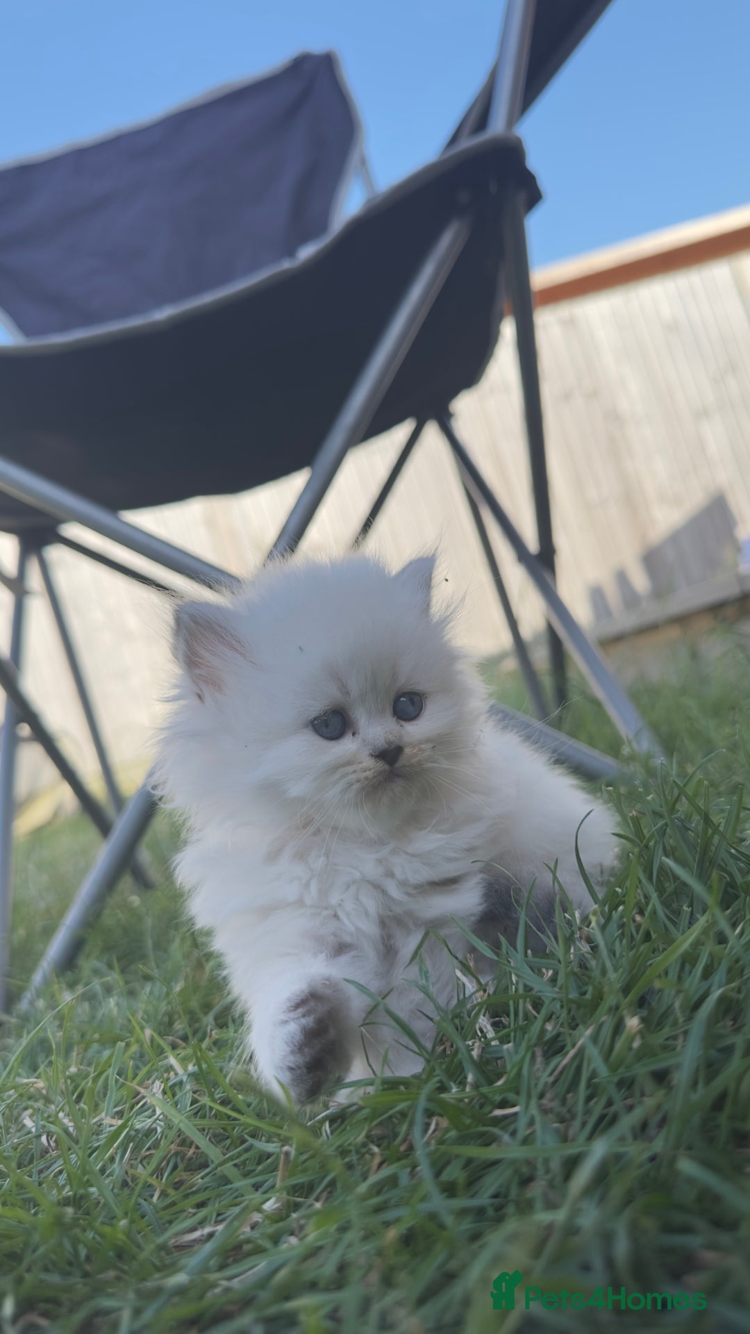 British Longhair cats for sale: 6 Adorable British ShortHair X LongHair kittens .  - Image 27