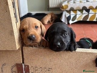 Labrador Retriever dogs KC registered Labrador puppies fox red and black  - Advert 16