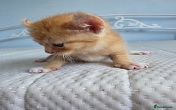 Sphynx cats for sale: Ginger Male Kitten Sphynx x Devon Rex Elf Mix in Hartlepool - Image 14