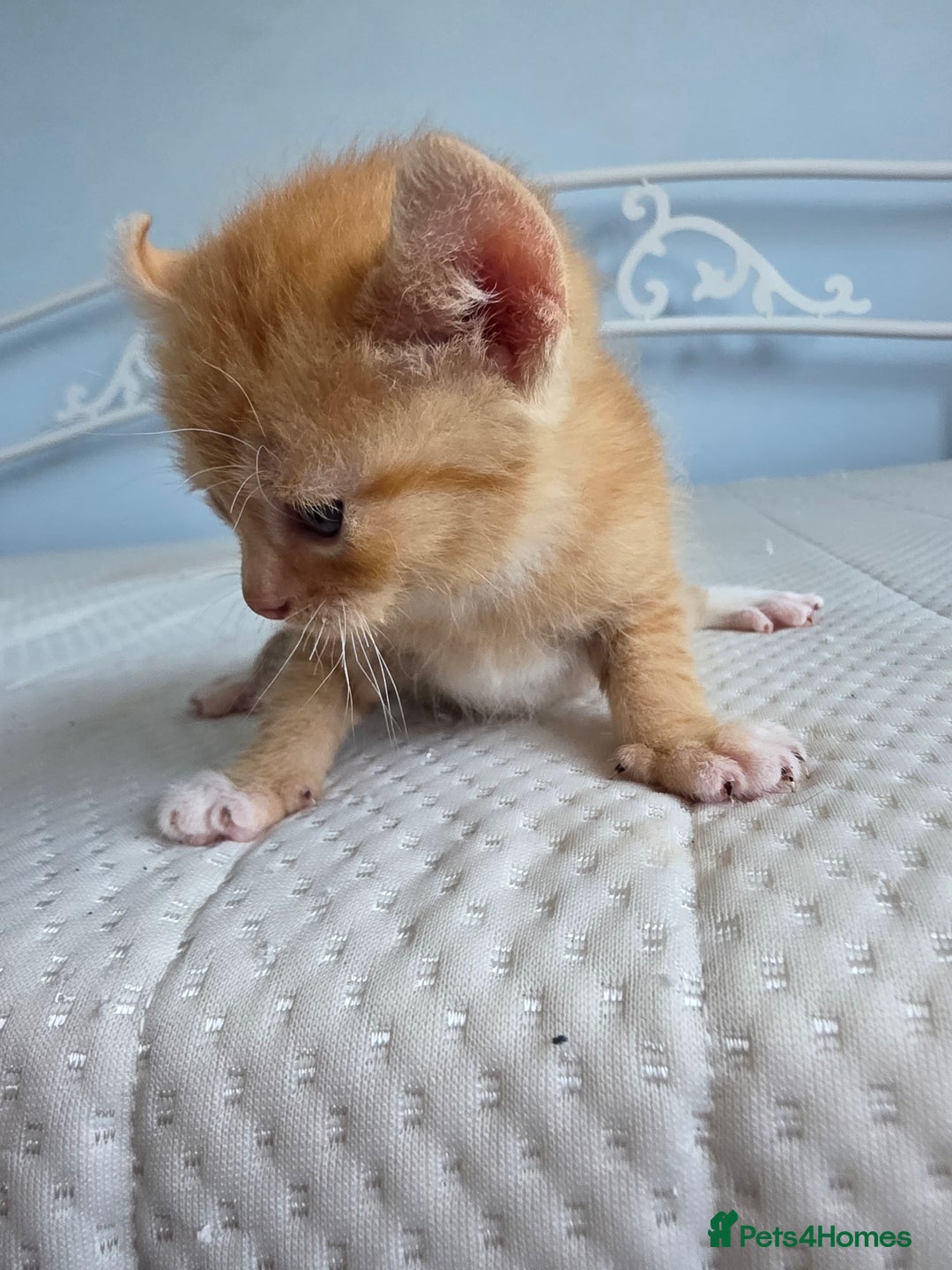 Sphynx cats for sale: Ginger Male Kitten Sphynx x Devon Rex Elf Mix in Hartlepool - Image 14