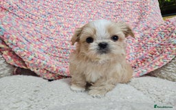 Shih Tzu dogs for sale: Quality Imperial Shih tzu babies - Advert 5
