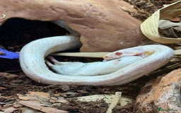 Corn Snake reptiles for sale: Female snow corn snake for sale, Viv is available - Image 4
