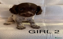 Cocker Spaniel dogs for sale: 4 cocker spaniel pups for sale  - Image 2