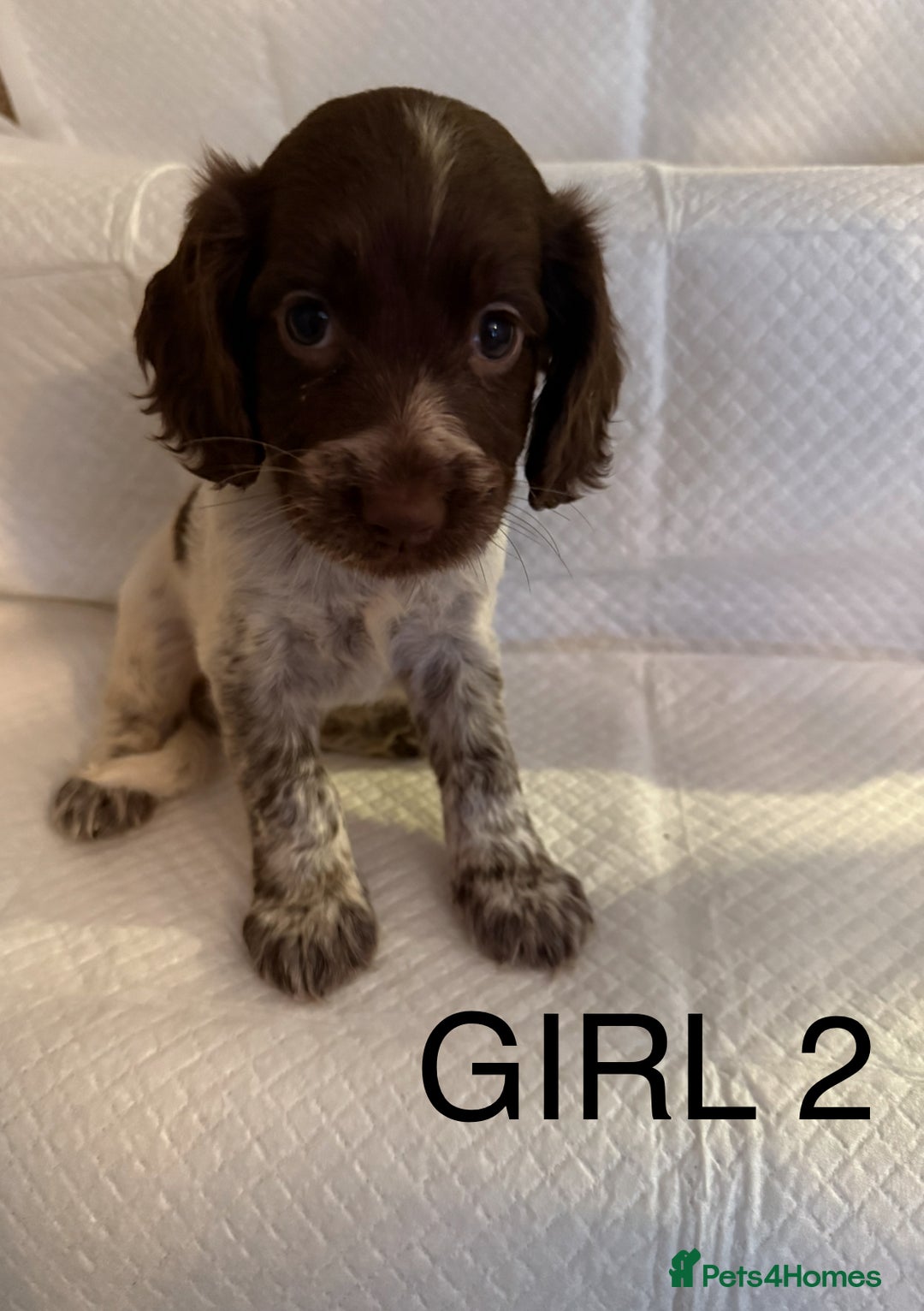 Cocker Spaniel dogs for sale: 4 cocker spaniel pups for sale  - Image 2