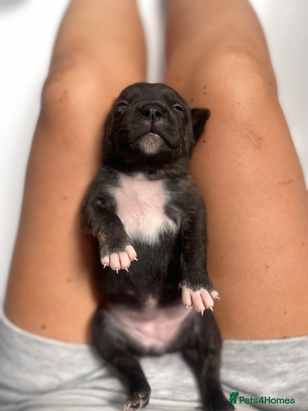 Staffordshire Bull Terrier dogs for sale: Staffordshire bull terrier puppies - Image 4