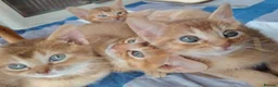 Mixed Breed cats for sale: Beautiful Devon Rex x Abyssinian kittens  - Advert 23