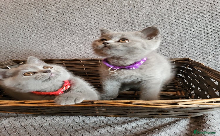 Scottish Fold cats - Advert 11