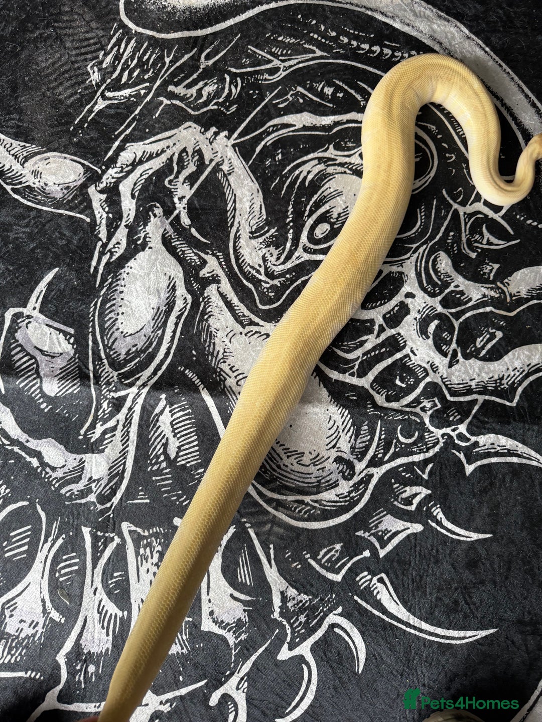 Python Snake reptiles for sale: Ball python group and snake rack setups  - Advert 11