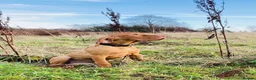 Hungarian Vizsla dogs for sale: KC Registered Vizsla Boy-Family Pet-J-2026-Litter - Advert 5