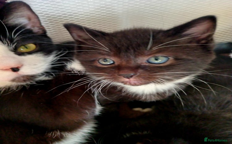 Domestic Shorthair cats - Advert 4