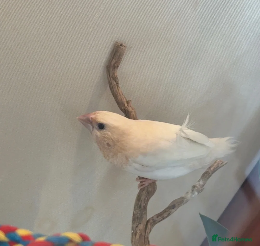 Finches birds for sale: Benglease / society finch x2  in Dukinfield - Advert 3
