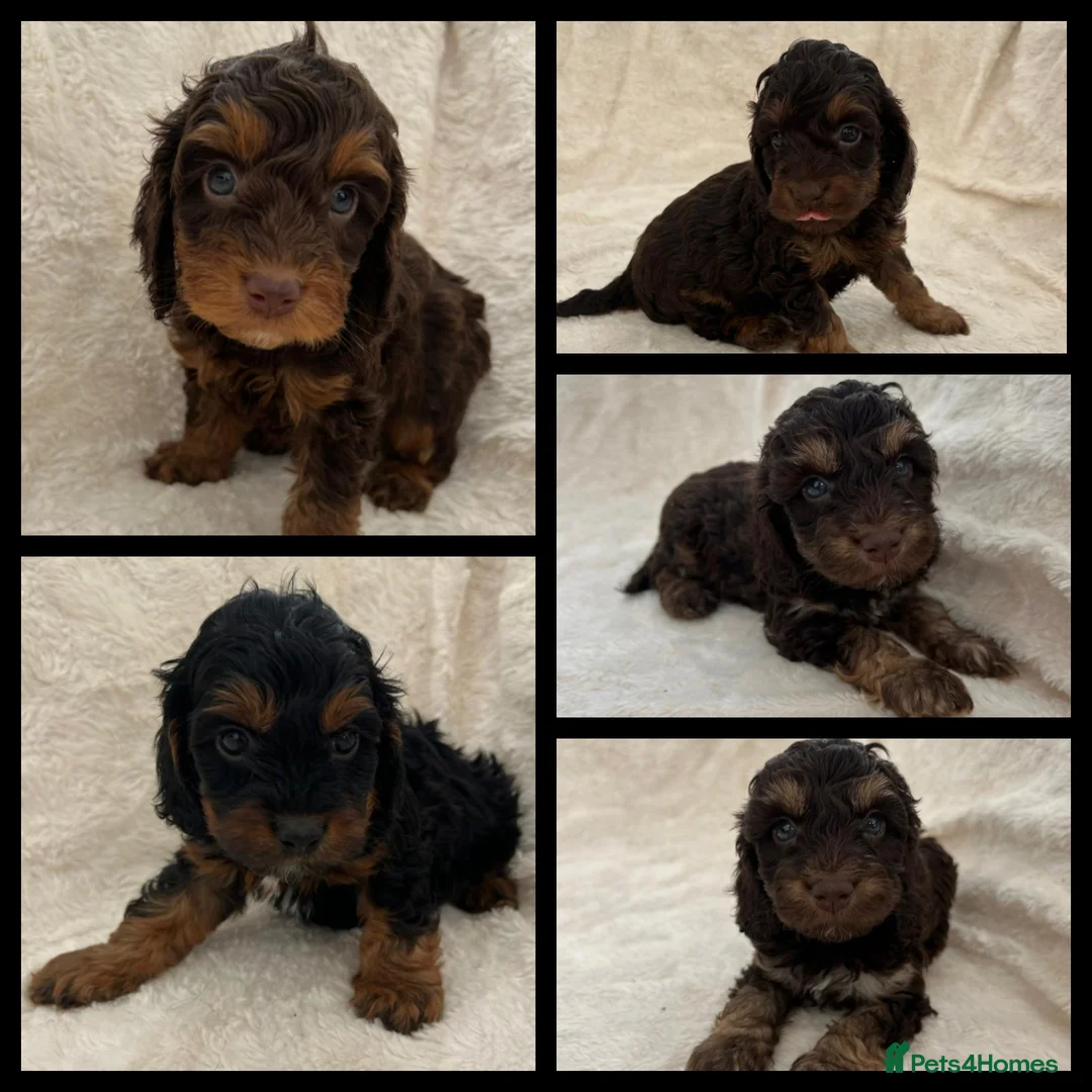 Toy Poodle dogs for stud: KC registered / health tested toy poodle stud in Bolton - Advert 6