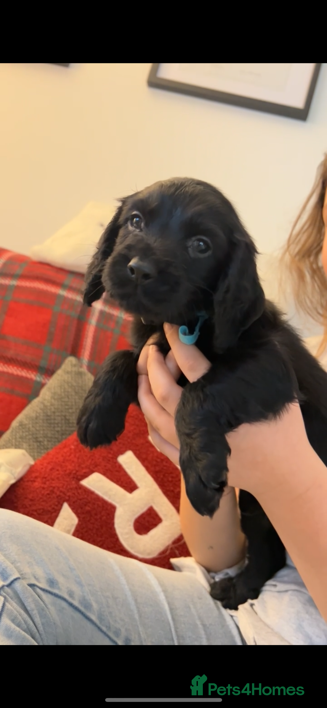 Cocker Spaniel dogs for sale: Cocker Spaniel Puppies🐕🐕 READY 30TH NOVEMBER 💙 - Advert 31