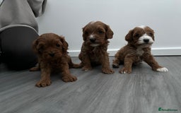 Cavapoo dogs for sale: F1 toy cavapoos health tested  - Image 10