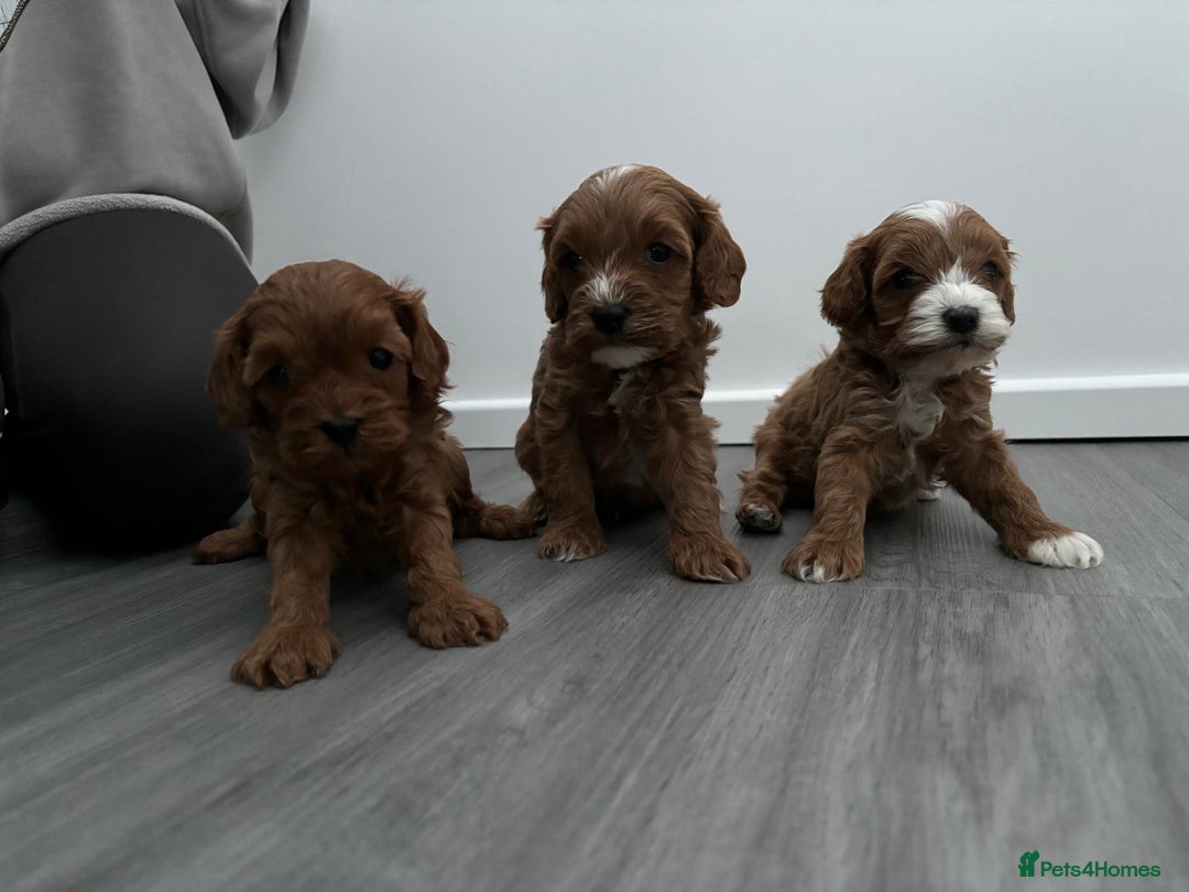 Cavapoo dogs for sale: F1 toy cavapoos health tested  - Image 10