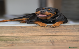 Rottweiler dogs for sale: Exclusive UK Rottweiler Puppy Champion Bloodlines - Image 18