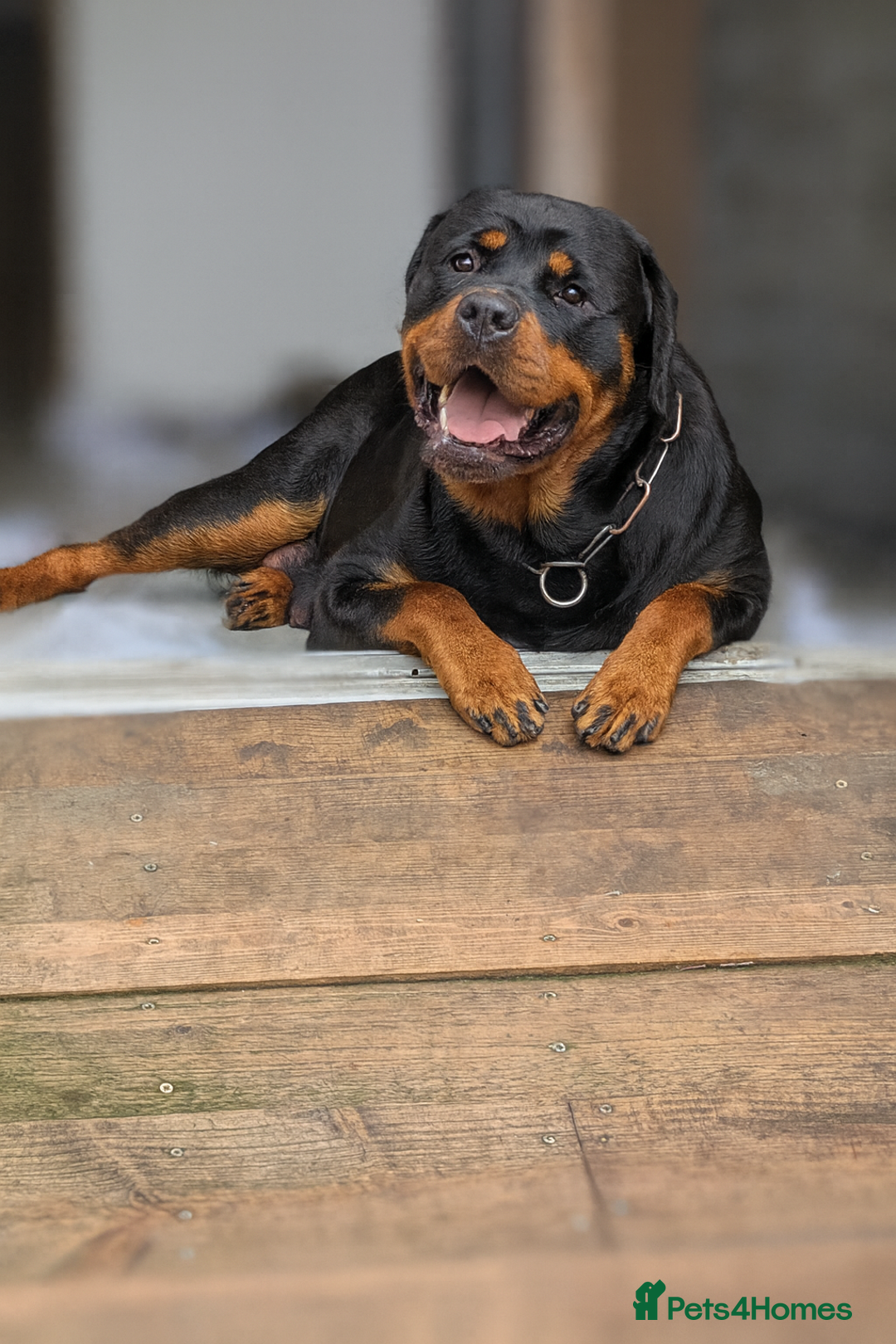 Rottweiler dogs for sale: Exclusive UK Rottweiler Puppy Champion Bloodlines - Image 18