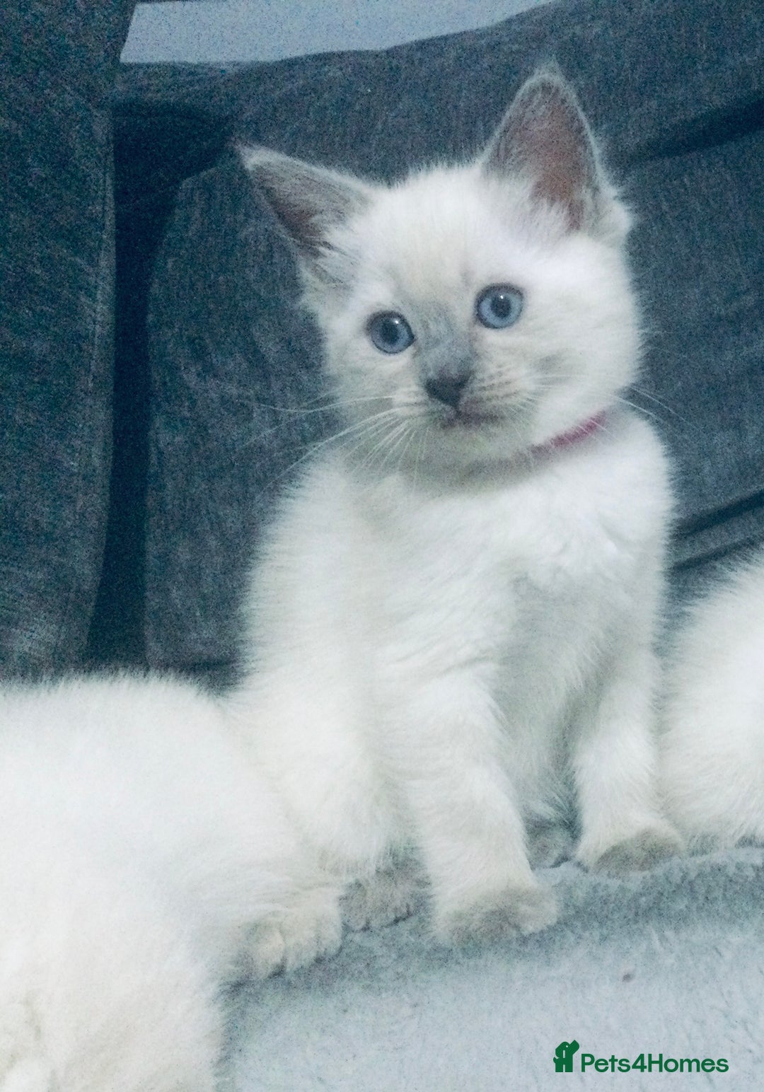 British Shorthair cats for sale:  Ragdoll x British shorthair kittens  - Image 5