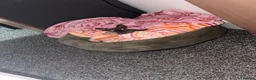 Sphynx cats for sale: Sphynx kittens lilac elf & pink dilute - Advert 4