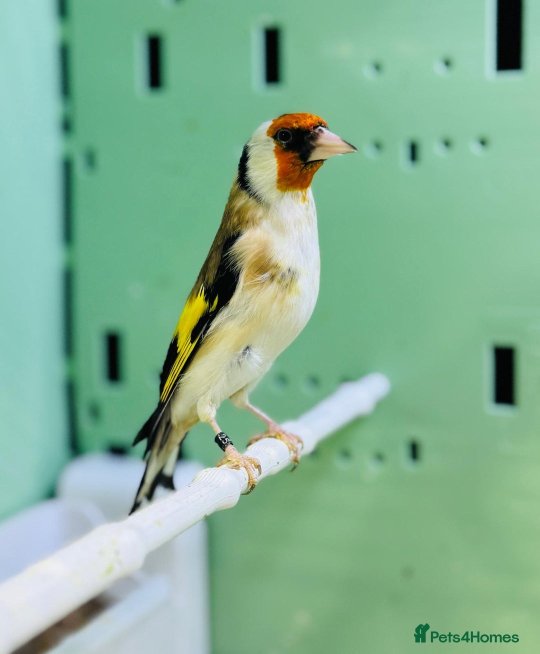 Finches birds for sale: Siberian goldfinches  - Advert 3