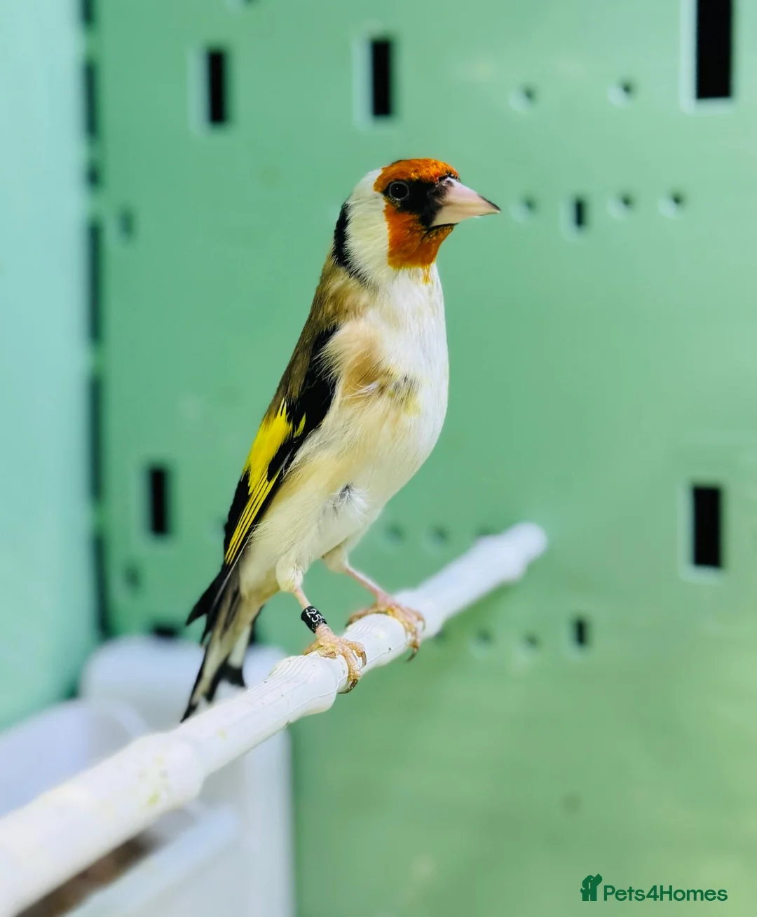 Finches birds for sale: Siberian goldfinches  - Advert 3