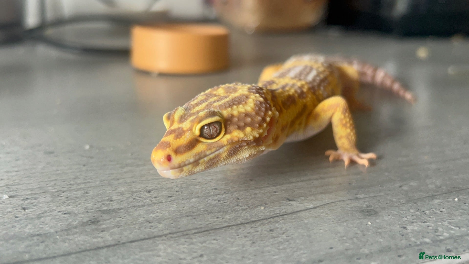 Leopard Gecko reptiles Leopard gecko and enclosure STEAL! - Advert 1