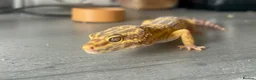 Leopard Gecko reptiles for sale: Leopard gecko and enclosure STEAL! - Advert 1
