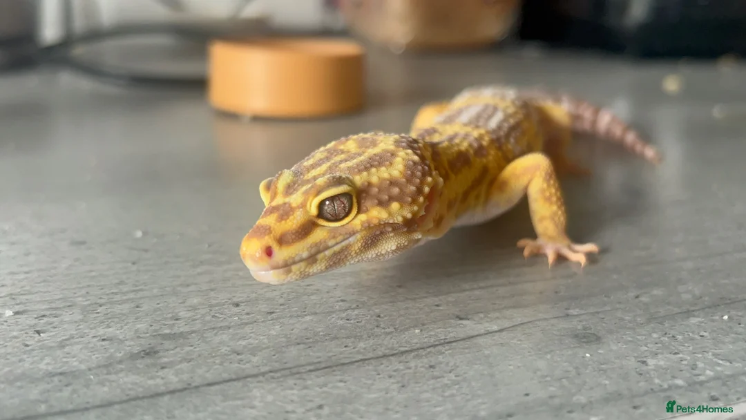 Leopard Gecko reptiles for sale: Leopard gecko and enclosure STEAL! - Advert 1