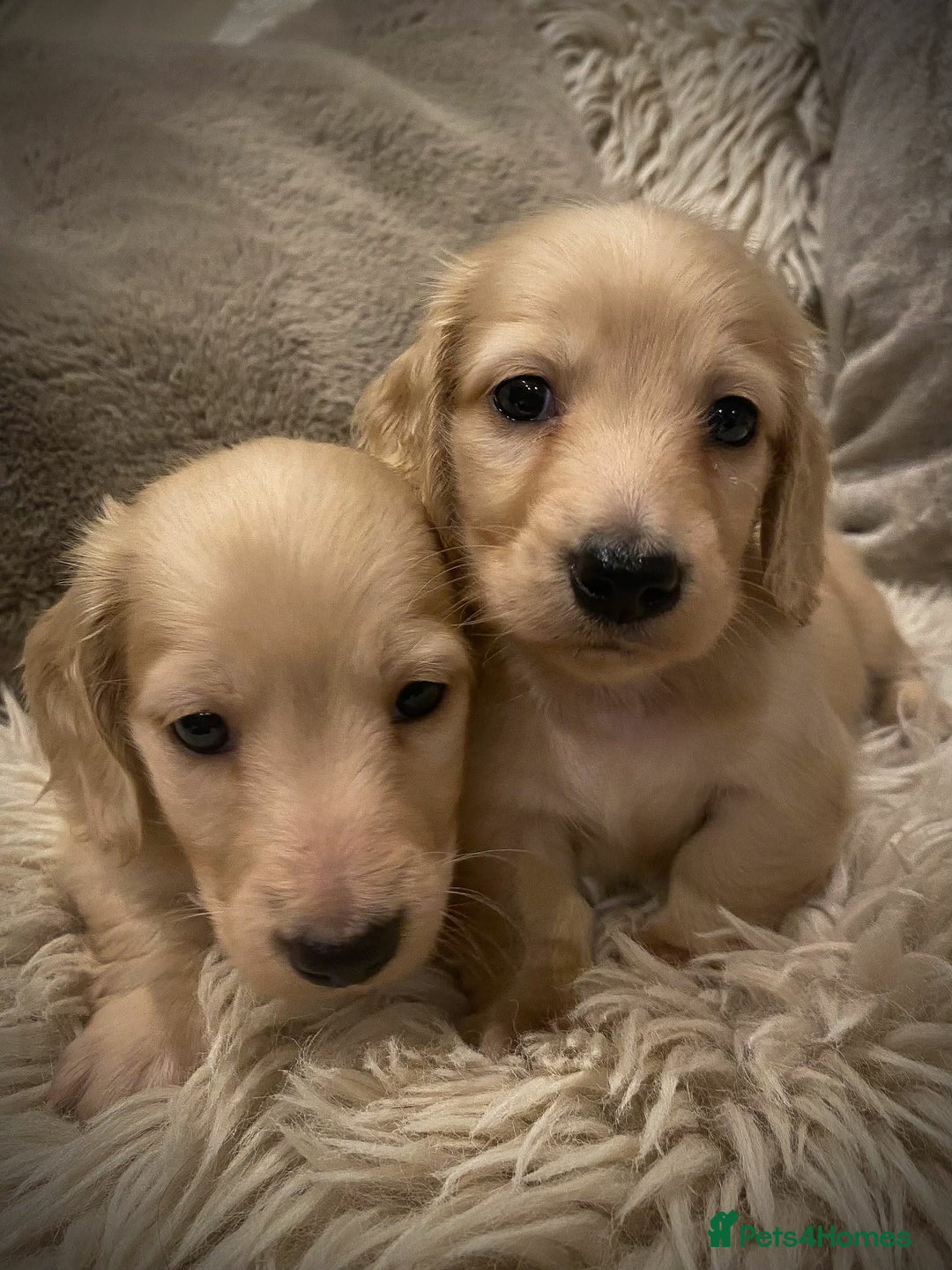 Miniature Dachshund dogs for sale: Pure cream longhaired miniature dachshund  - Advert 5