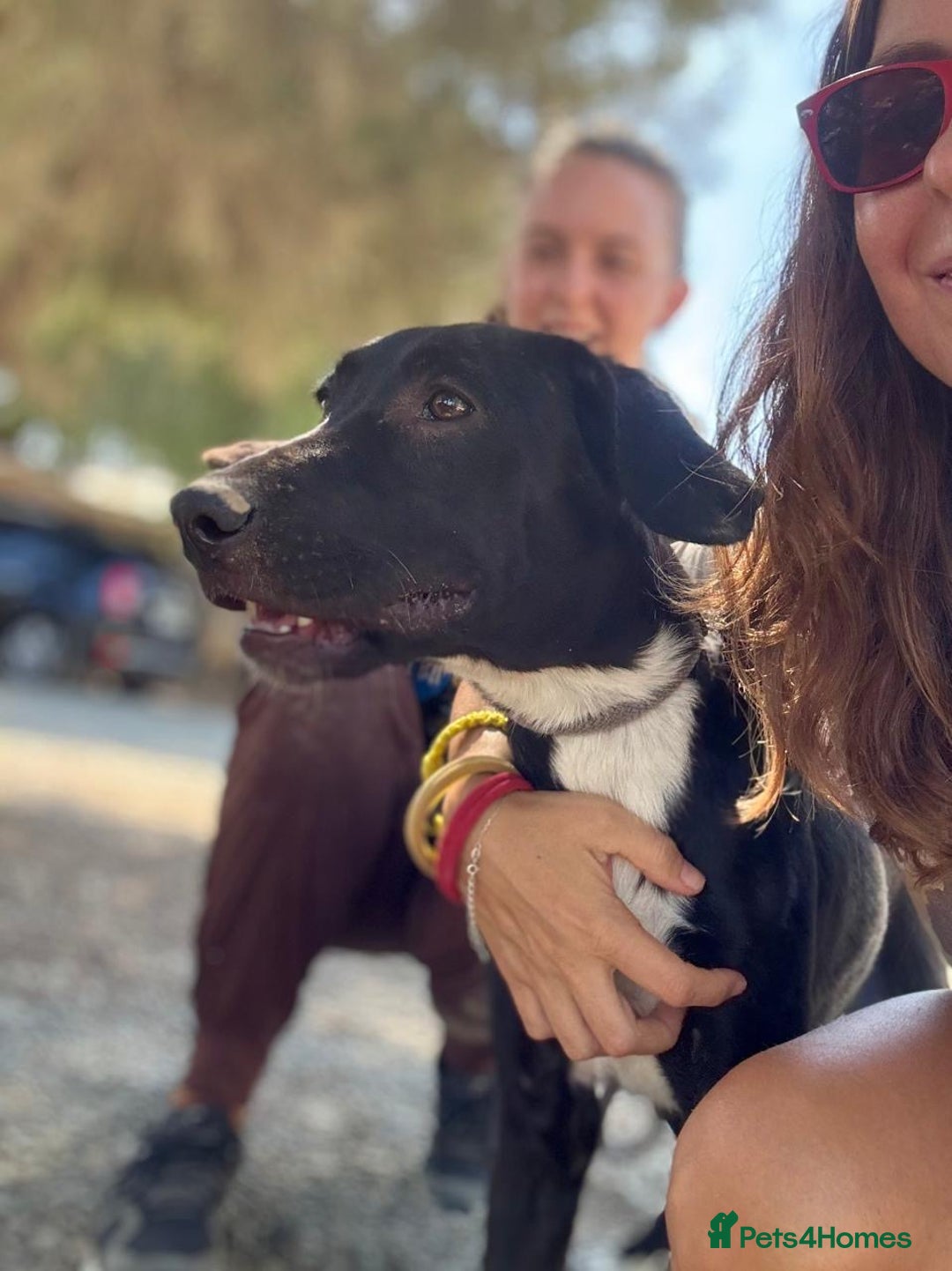 Mixed Breed dogs for adoption: Lovely lily is ready for her forever home - Advert 7