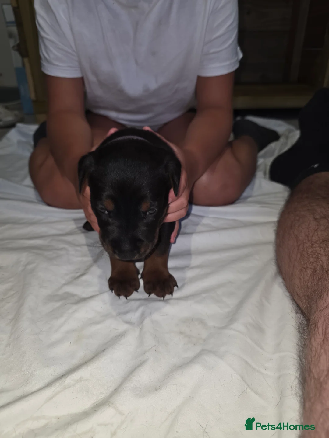 Chinese Red Dog dogs for sale: Stunning Chinese Red Dog Puppies. in Manchester - Advert 2