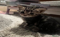 British Shorthair cats for sale: Bengal/Russian Blue/British short hair  - Image 4